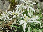edelweiss