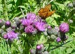 pollinisation