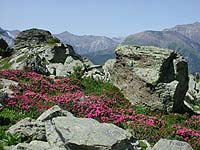 rhododendron